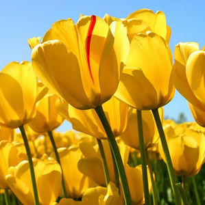 Meet your Posher, Mohamed